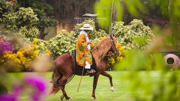 Chalán montando um Cavalo Peruano de Paso em uma exibição cultural, mostrando sua marcha elegante em um gramado verde