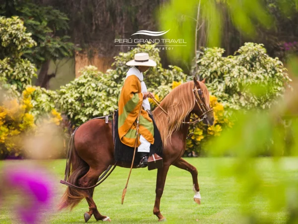 Chalán montando um Cavalo Peruano de Paso em uma exibição cultural, mostrando sua marcha elegante em um gramado verde