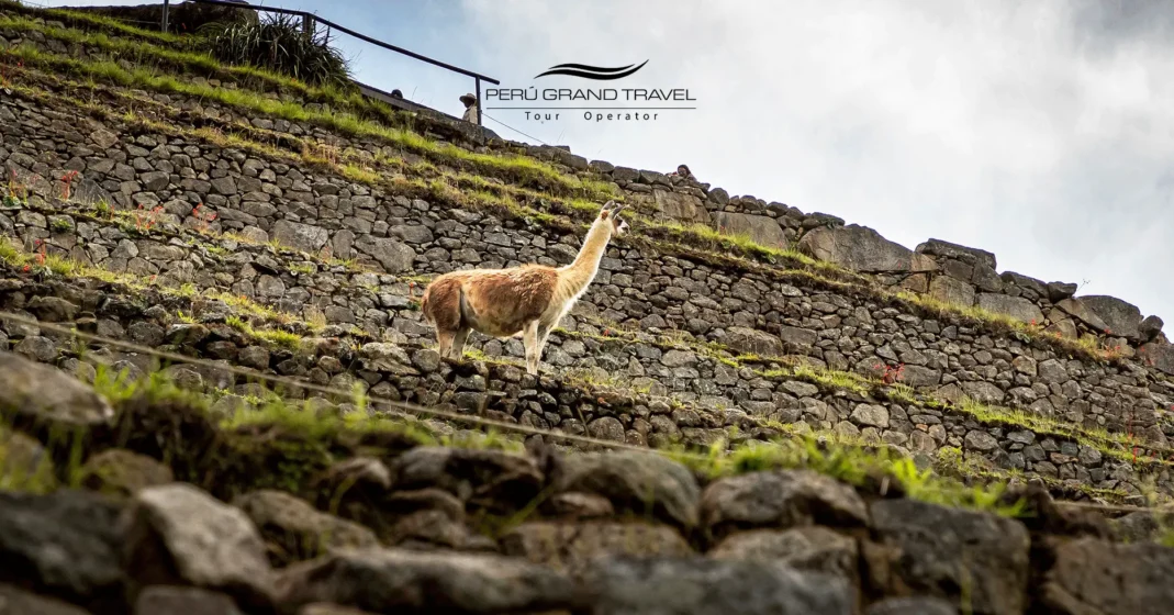 Circuito Machu Picchu 2