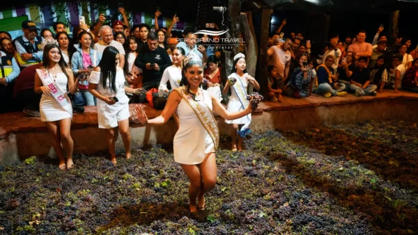 Cobertura, Quando as uvas são colhidas, Colheita de uvas Ica