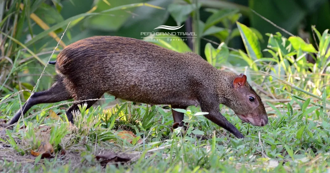 Dia Mundial da Vida Selvagem no Peru – close-up de um mamífero da floresta amazônica caminhando entre vegetação verde em seu habitat natural