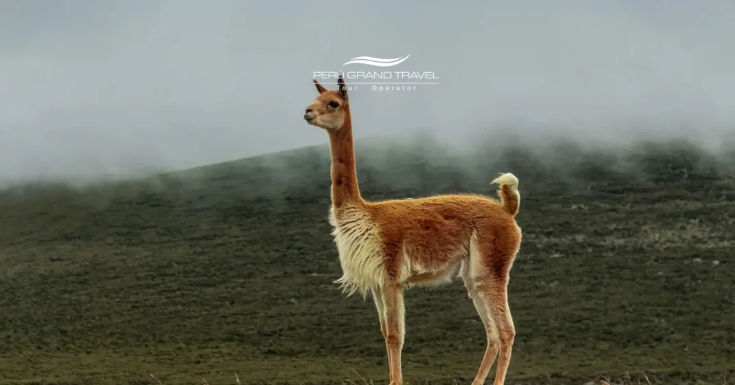 Dia Mundial da Vida Selvagem no Peru – vicunha selvagem nos Andes peruanos, símbolo da fauna de altitude e dos ecossistemas andinos