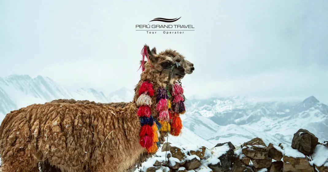 Lhama e neve nos Andes peruanos