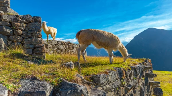 Machu Picchu LLaqta
