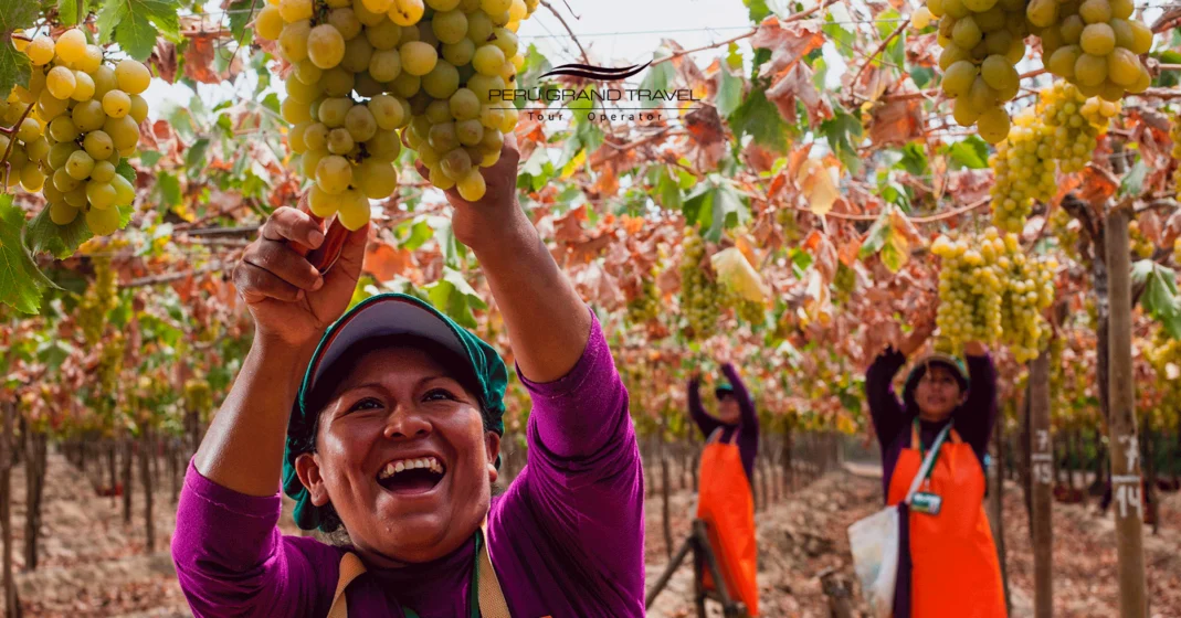 Quando as uvas são colhidas no Peru, acontece o Festival Internacional da Colheita da Uva de Ica.