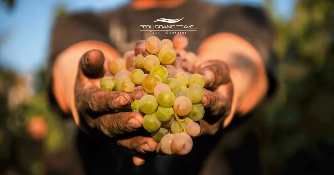 Uvas para fazer pisco, tipos de uvas para pisco, pisco peruano, pisco peruano ou chileno