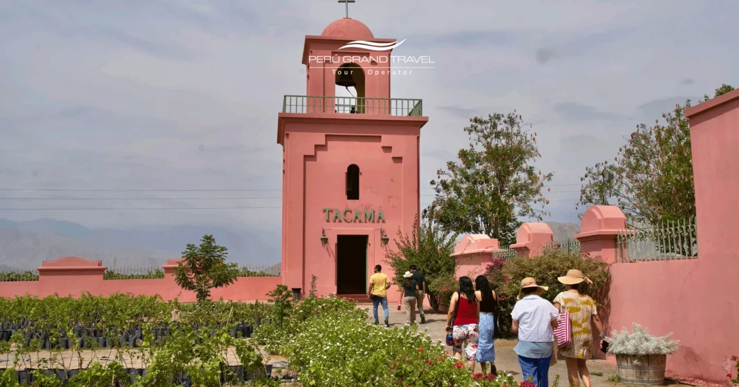 a rota do pisco colheita ica