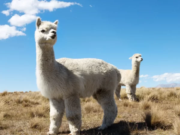 alpaca nos Andes do Peru