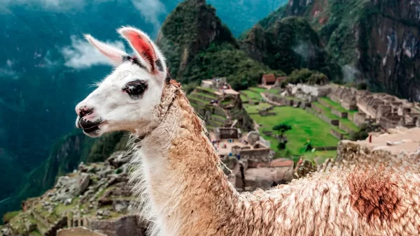 animais do peru