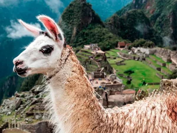 animais do peru
