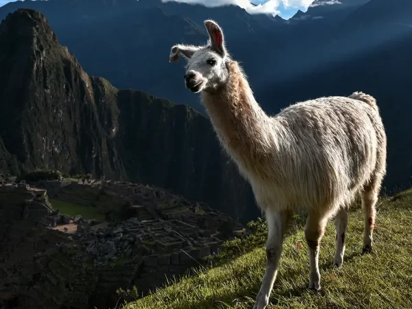 Uma lhama no santuário histórico de Machu Picchu com foto panorâmica