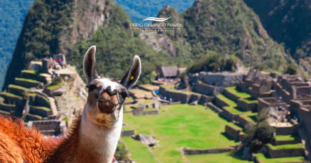 lhama em Machu Picchu