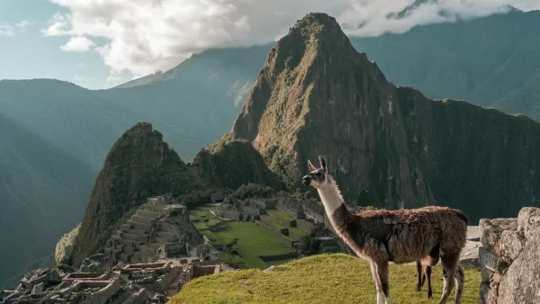 Vista de Machu Picchu, grandes montanhas cercando a cidadela inca e ao fundo os restos incas e uma lhama posando para a câmera