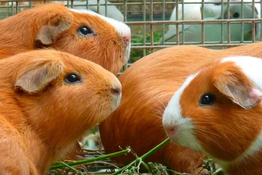 o-porquinho-da-índia-animais-domésticos-criados-no-peru