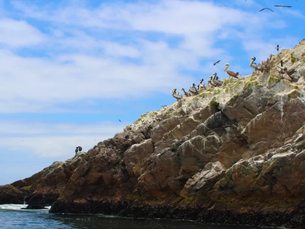 paracas-peru