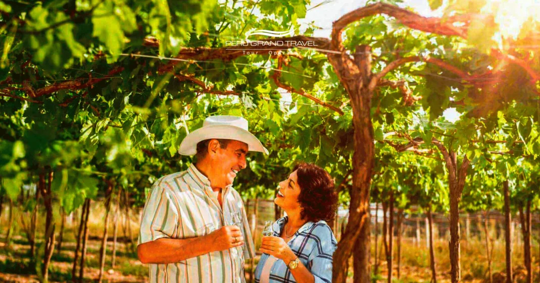 vendimia en ica, pisco peruano, uvas para pisco, turistas na rota do pisco