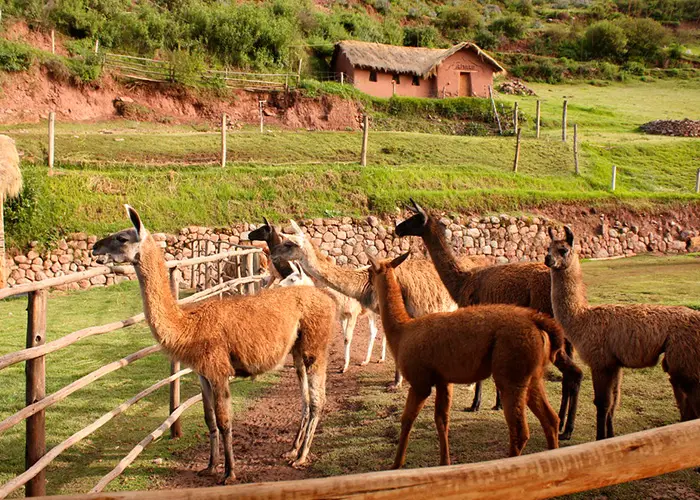 Awanacancha Cusco