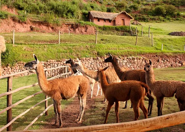 Awanacancha Cusco Awanacancha Cusco