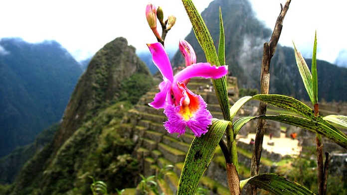 Flora e fauna de Machu Picchu