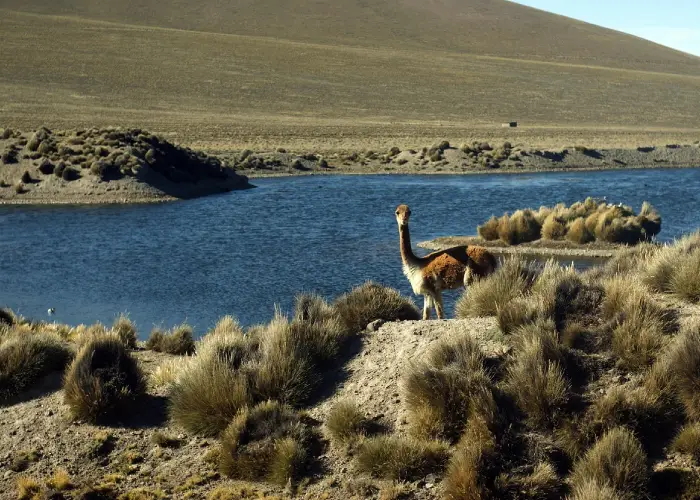 Vicuña em Arequipa
